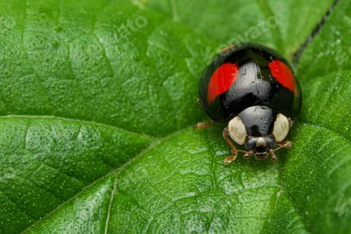 Preview: Macro shot of a Harlequin Ladybird with red spots on a green leaf