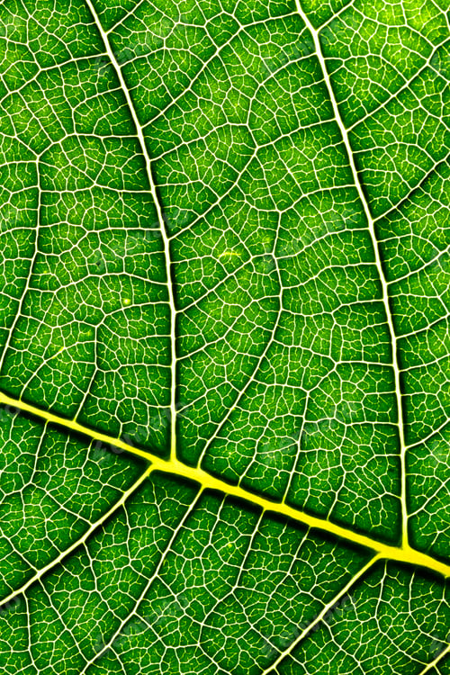 Preview: Leaf texture