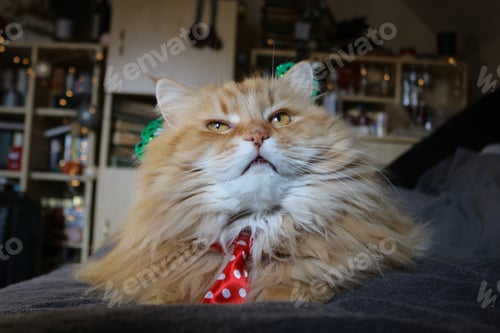 Preview: Cute cat