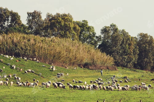 Preview: Flock of sheep and goats