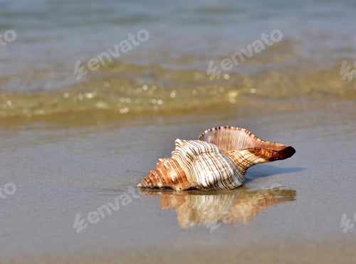 Preview: Seashell on a beach