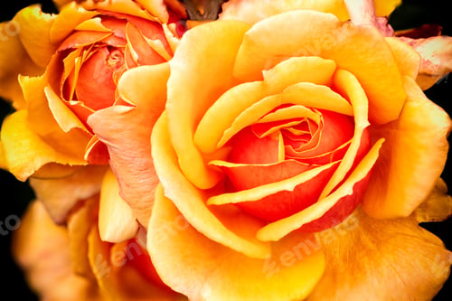 Preview: Closeup shot of orange blooming roses