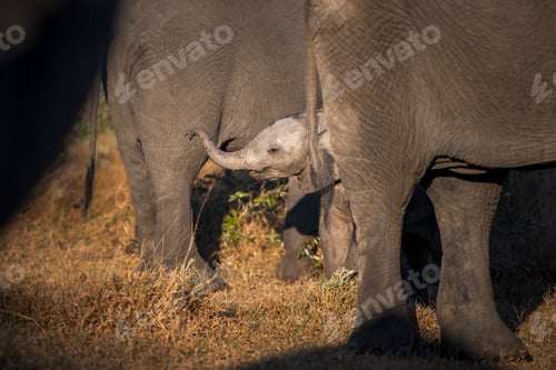 Preview: An elephant calf, Loxodonta africana, raises its trunk to its mother