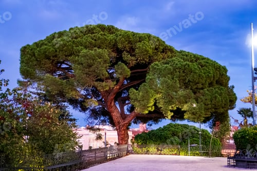 Preview: The big tree at Bellini Garden in Catania, Italy, Sicily
