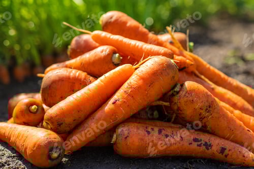 Preview: Carrot harvest in the garden. Selective focus.