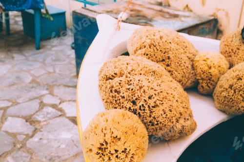 Preview: Coral sponges
