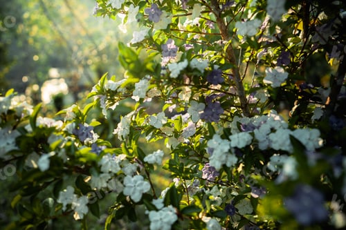 Preview: new green trees in summer morning,trees and flowers