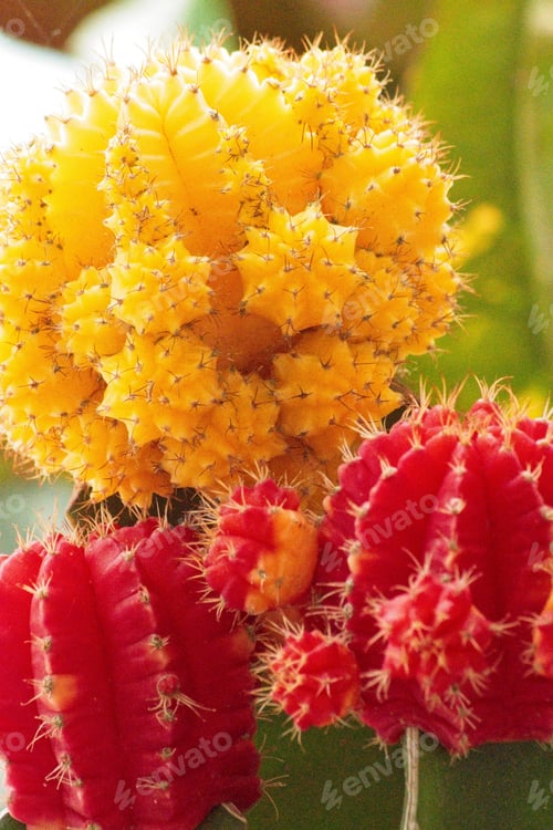 Preview: This bright yellow, red and green cactus shows us just how vibrant nature can be!