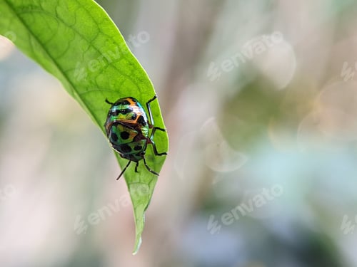 Preview: Jewel bugs or metallic shield bug
