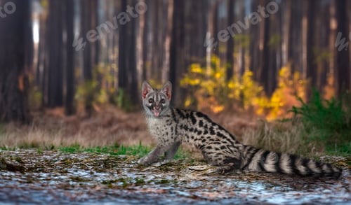 Preview: Common genet in studio