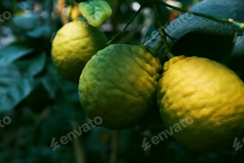 Preview: Unripe lemons growing on tree outdoors, closeup. Space for text
