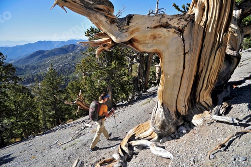 Preview: Young woman hiking, Mount Charleston Wilderness trail, Nevada, USA