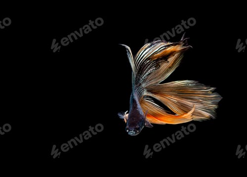 Preview: Betta fish, siamese fighting fish, betta splendens isolated on black background