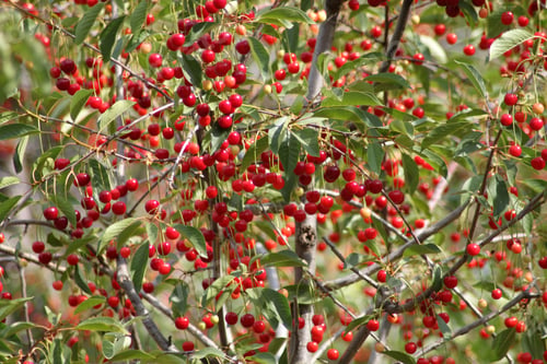 Preview: ripe cherries on the branches of the tree