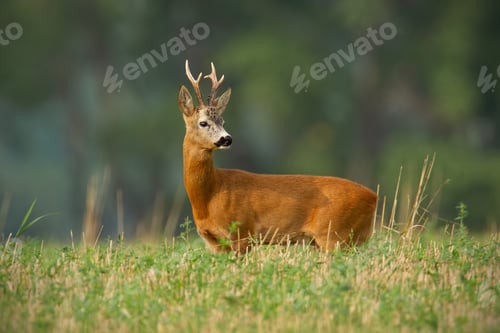 Preview: Roe deer, capreolus capreolus, buck with clear blurred background