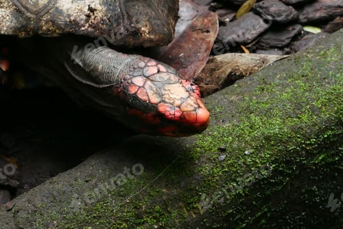 Preview: big turtle resting close up