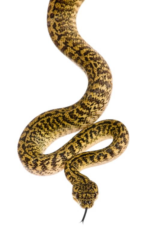 Preview: Morelia spilota variegata, a subspecies of python, against white background