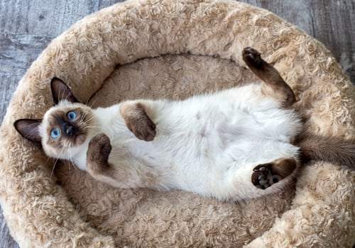 Preview: Cute kitten siamese cat indoor