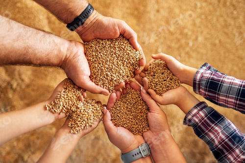 Preview: Close-up of female, male and kid hands with grain.