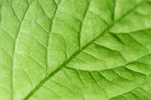 Preview: Bright Green Leaf Texture in Backlit.