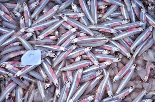 Preview: Anchovies Galore