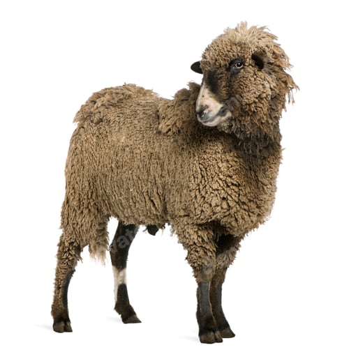 Preview: Crossbreed sheep standing in front of white background