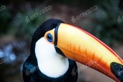 Preview: toucan, bird, colours, tropics