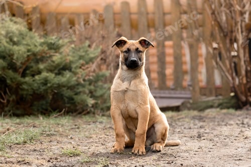 Preview: Belgian Shepherd Malinois puppy. Dog litter. Working dog kennel. Cute little puppies playing outdoor