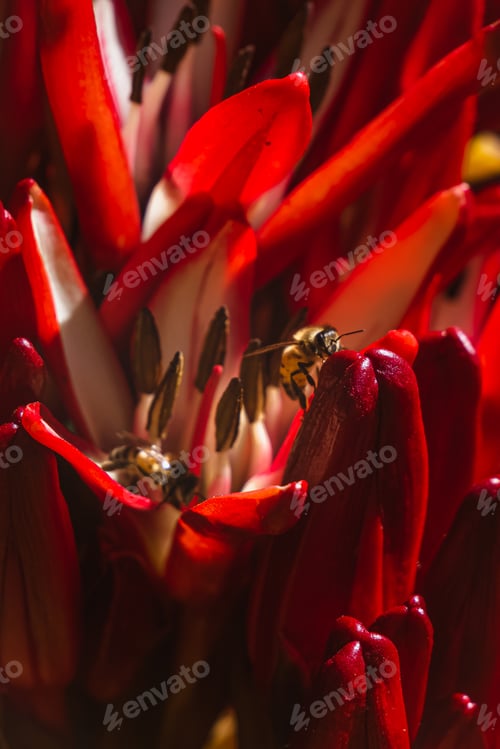 Preview: Capture of bees work on a red flower.