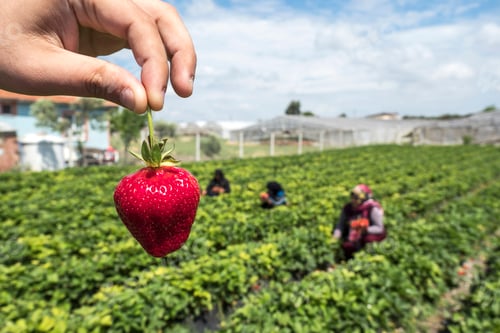 Preview: Strawberry field