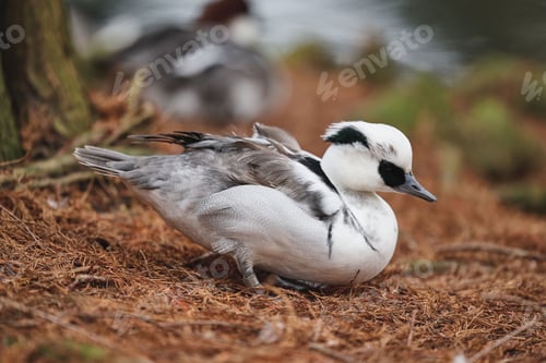 Preview: A close-up photo of a black and white male smew duck with a blurred pond background.