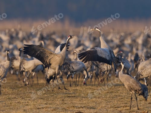 Preview: Common crane (Grus grus)
