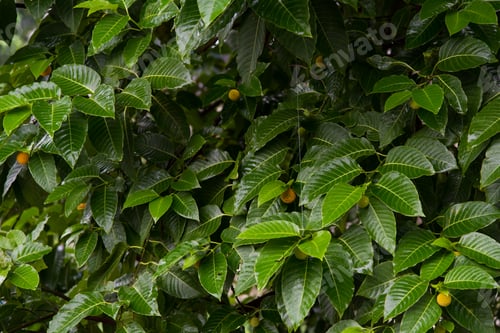 Preview: Green wet leaves background