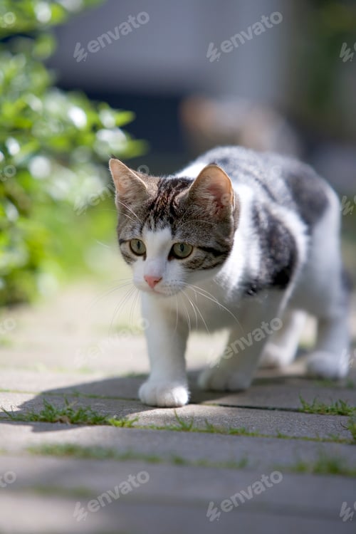 Preview: Creeping young kitten in the garden