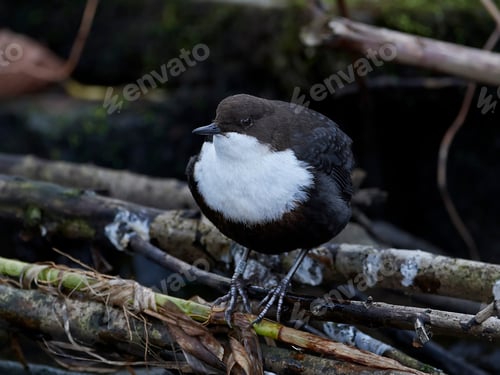 Preview: White-throated dipper (Cinclus cinclus)