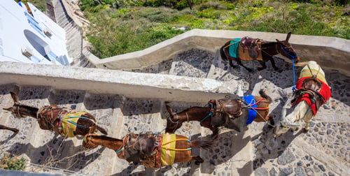 Preview: Santorini island, Greece - Donkeys at Fira village