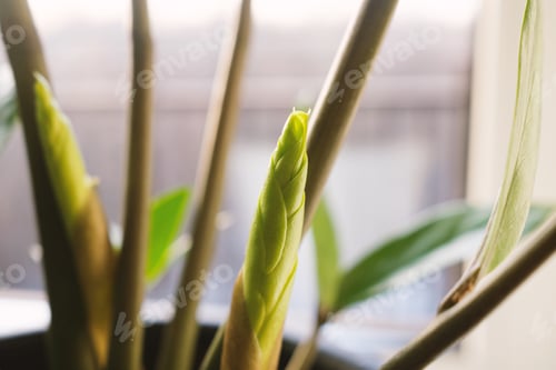 Preview: New sprout Zamioculcas plant on a white background.