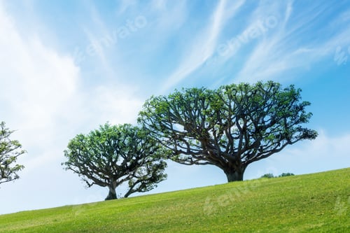 Preview: Spring Tree on Meadow