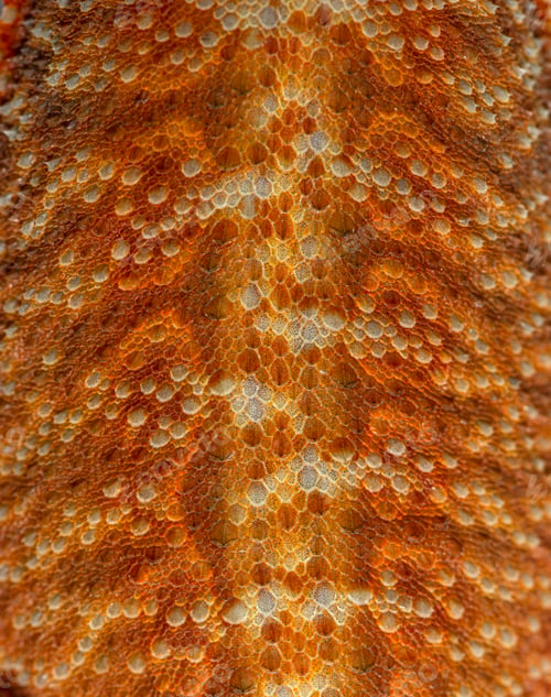Preview: Details, macro of reptile scales of Pogona, agame barbu