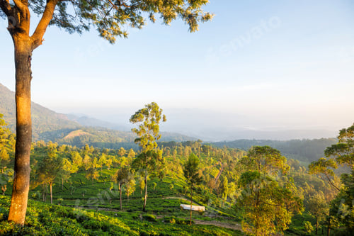 Preview: Tea plantation