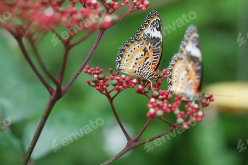 Preview: Colorful black and blue butterfly in summer time.