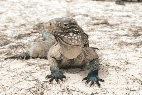 Preview: Iguana on a Sandy beach