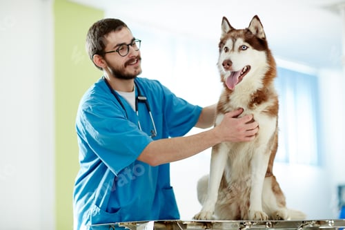 Preview: Pet care