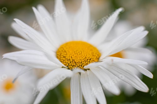 Preview: White daisy