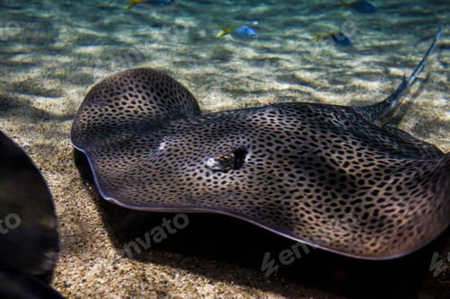 Preview: Wonderful shot of freshwater stingray fish