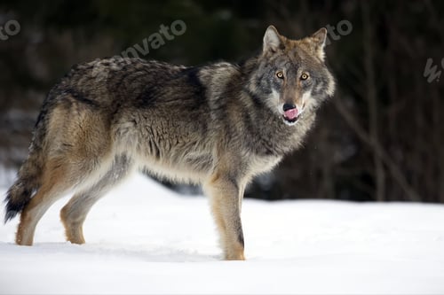 Preview: Closeup of a grey wolf in a forest covered in the snow in Belarus