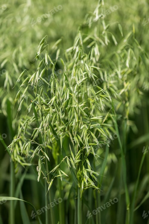 Preview: Green ears of oats on the field