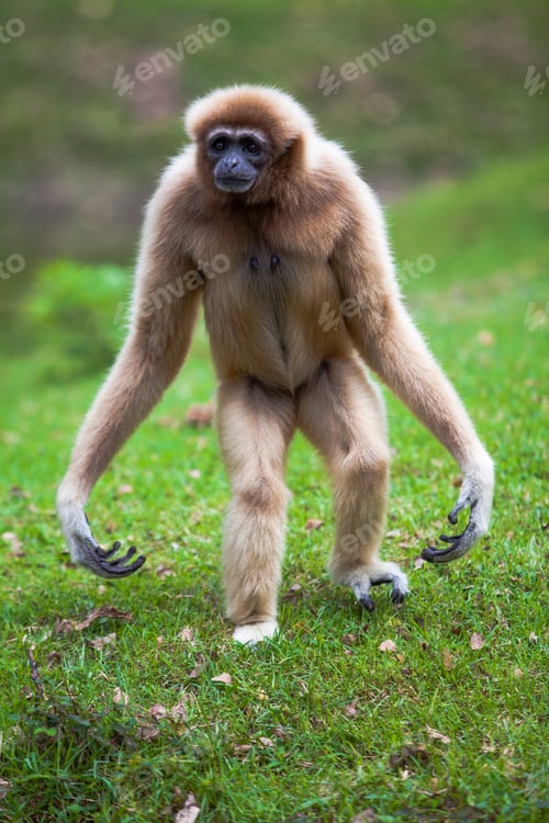 Preview: White gibbon
