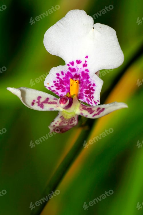Preview: Tropical Orchid, Amazonia, Ecuador