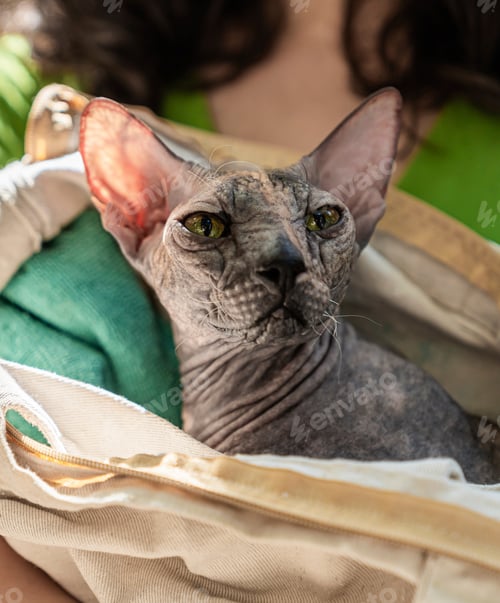 Preview: portrait of canadian sphynx hairless cat carried in hands sunny summer day outdoors